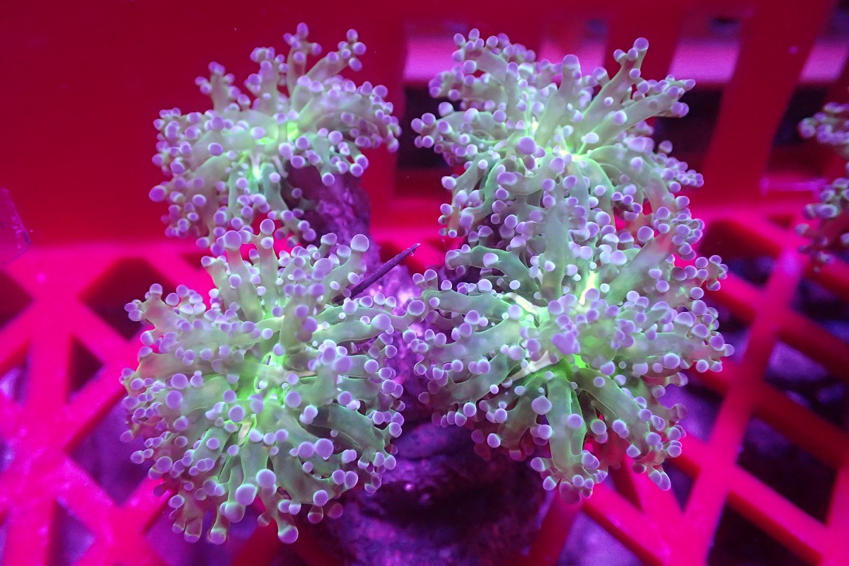 Cultured Hard Corals – PT. Neptune Aquatic Marine